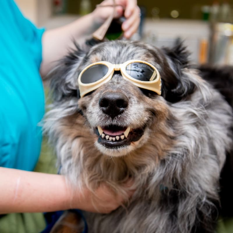 Cold Laser Therapy, Fort Collins Veterinarians